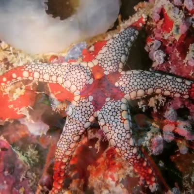 Underwater photograph by Rodrigo Bravo, 14 May 2016.