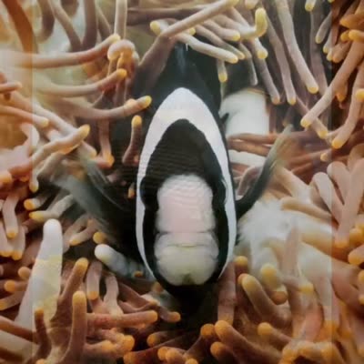 Underwater photograph by Rodrigo Bravo, 14 May 2016.