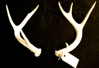 Marina Girch, antlers.