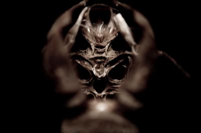 Lindsay Comstock, Cicadidae Skin (inside view), 2009, c-print, 16 x 24 in.