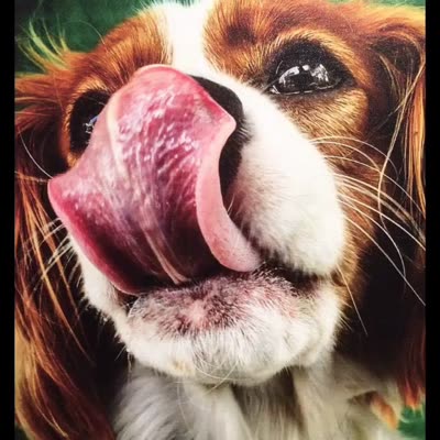 Pet photograph printed on canvas, 13 August 2016.
