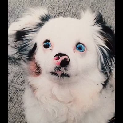 Pet photograph printed on canvas, 13 August 2016.
