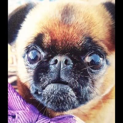 Pet photograph printed on canvas, 13 August 2016.