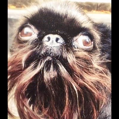 Pet photograph printed on canvas, 13 August 2016.