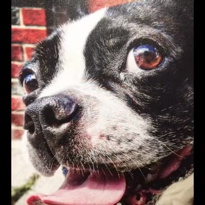 Pet photograph printed on canvas, 13 August 2016.