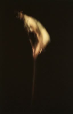 Alfredo de Matteis, ALIKC855, 2010, archival ink on canvas.