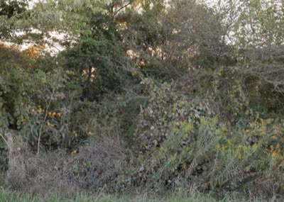 William Arnold, Untitled (Windbreak), 2010, archival inkjet print.