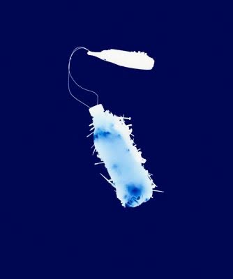 Rebecca Loyche, I.E.D. – Improvised Electronic Device – Water Bottle, Shrapnel with Walkie Talkie Detonator, 2008, photogram C-print, 20 × 24 in.