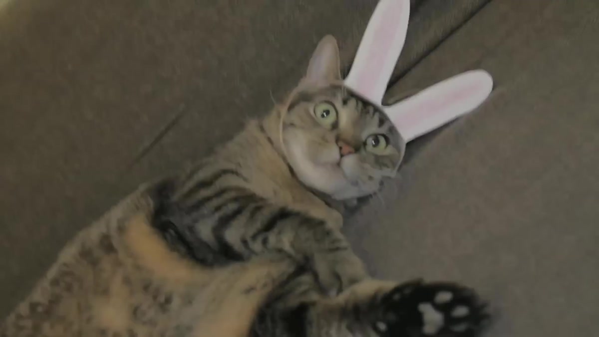 Maya, a tabby cat, lying on a sofa in a pair of white rabbit ears